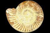 Polished Jurassic Ammonite (Perisphinctes) - Madagascar #185305-1